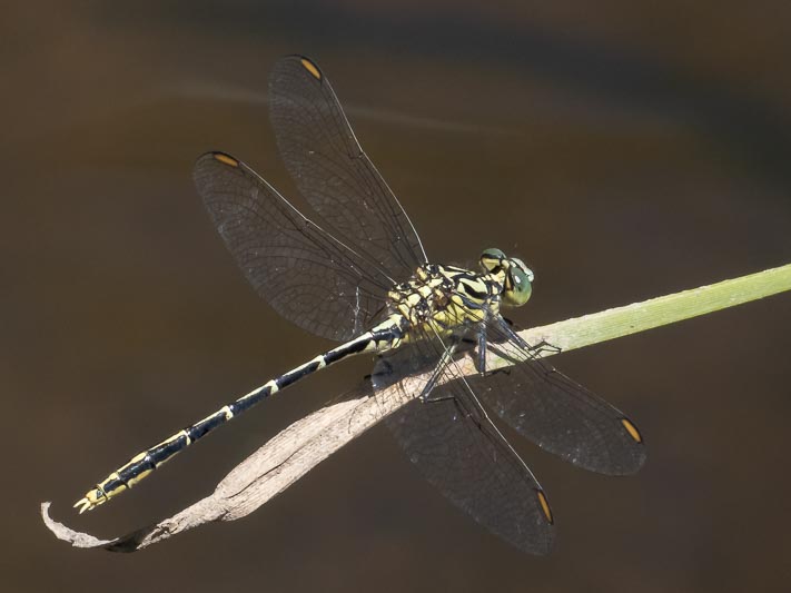 Austrogomphus guerini (Yellow-striped Hunter) male-9.jpg